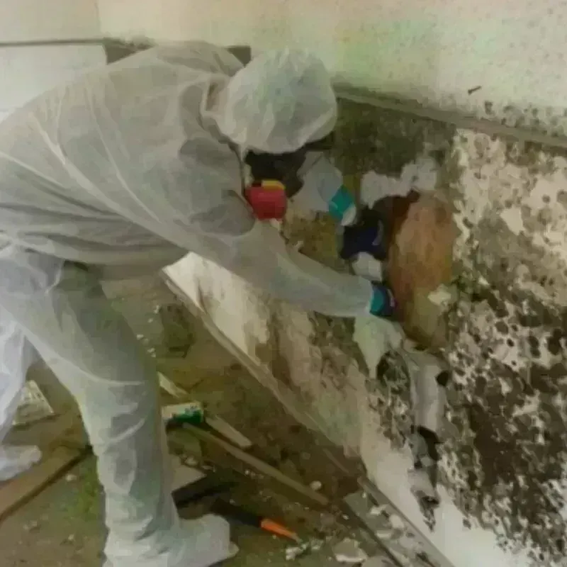 Mold Remediation and Removal in Fresno County, CA